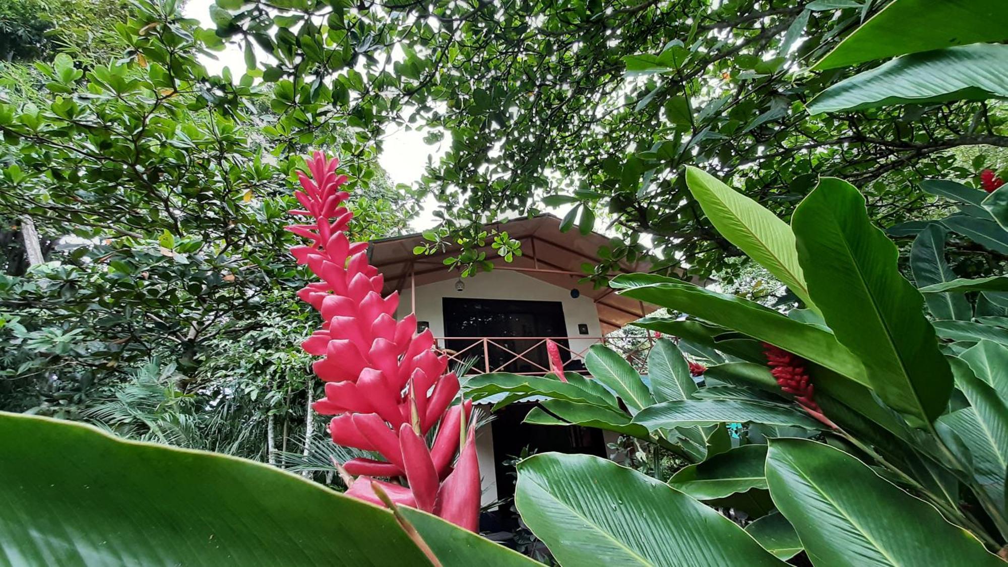 Casa Martina Lägenhet Cahuita Exteriör bild